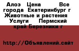 Алоэ › Цена ­ 150 - Все города, Екатеринбург г. Животные и растения » Услуги   . Пермский край,Березники г.